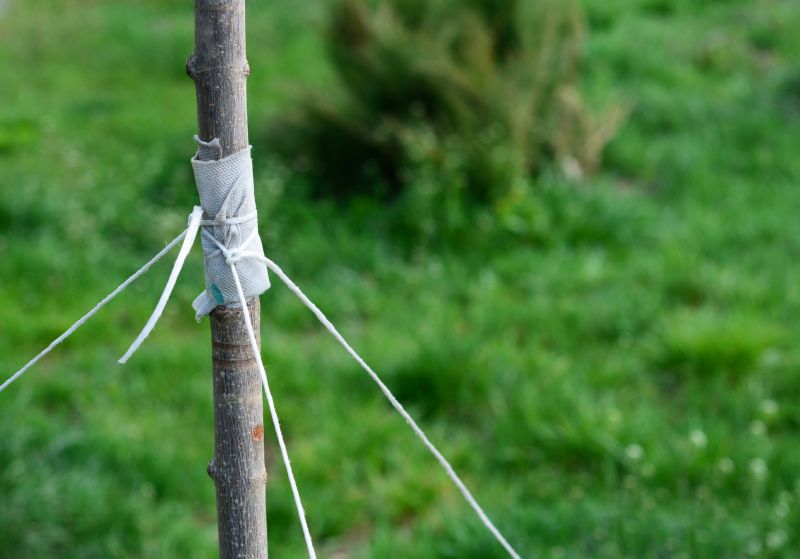 Residential Tree Service