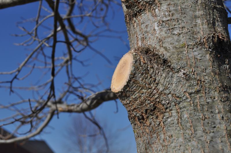 Branches Pruning in Allentown, PA
