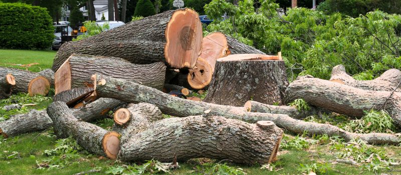 Spruce Tree Removal in Bucks County, PA